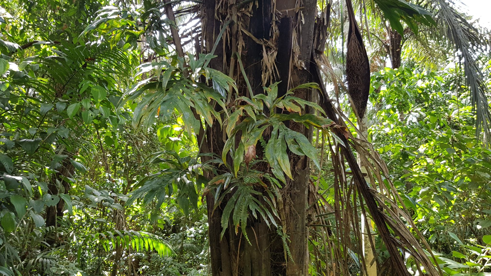 Philodendron radiatum